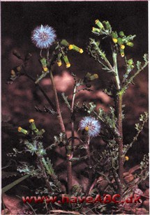 Stolthenrik - Senecio vulgaris Stolthenrik - Senecio vulgaris