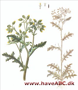 Stolthenrik, almindelig brandbæger - Senecio vulgaris Stolthenrik, almindelig brandbæger - Senecio vulgaris
