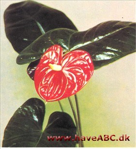 Stor flamingoblomst - Anthurium andreanun Stor flamingoblomst - Anthurium andreanun