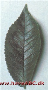 Storbladet elm, Skovelm - Ulmus glabra