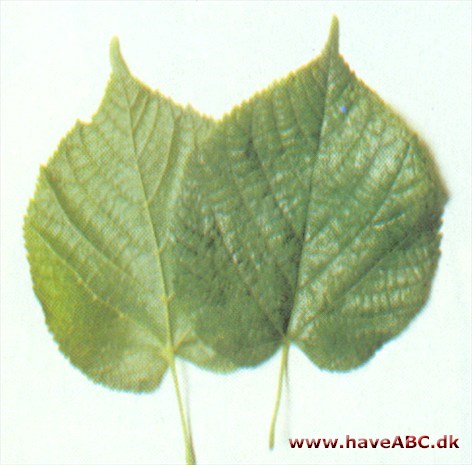 Storbladet lind - Tilia platyphyllos