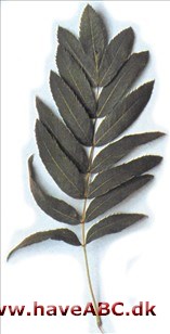 Storfrugtet røn - Sorbus domestica