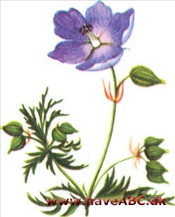 Storkenæb - Geranium
