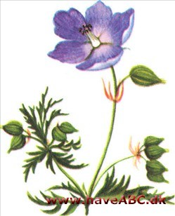 Storkenæb - Geranium Storkenæb - Geranium