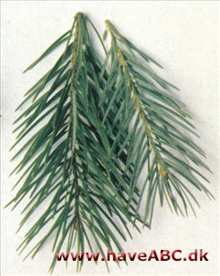 Storkoglet douglasgran - Pseudotsuga macrocarpa Storkoglet douglasgran - Pseudotsuga macrocarpa