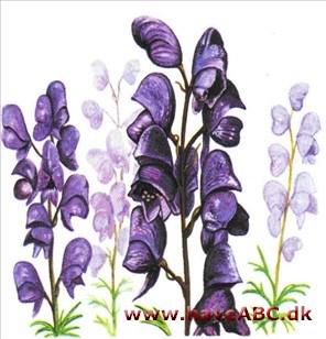 Stormhat - Aconitum Stormhat - Aconitum