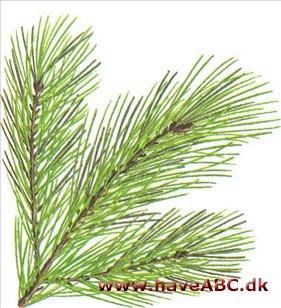 Strandfyr - Pinus pinaster