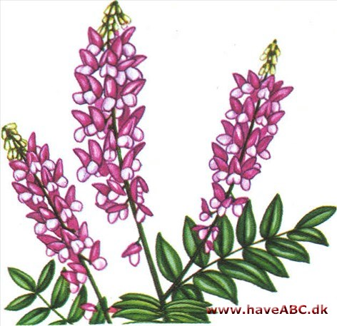 Stregbælg - Galega officinalis