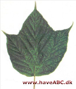 Stribet løn - Acer pensylvanicum