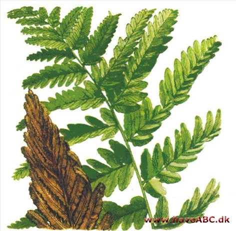 Strudsvinge - Matteuccia Strudsvinge - Matteuccia