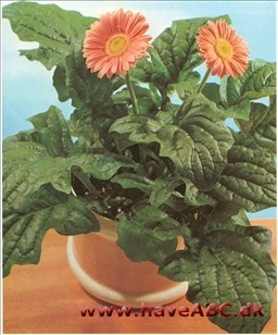 Strålekurv - Gerbera jamesonii På dansk hedder den strålekurv, men navnet gerbera bruges mindst lige så hyppigt. Som regel findes strålekurv som afskæringsblomst, men den kan også dyrkes i polte, i stuen og på altanen eller ...