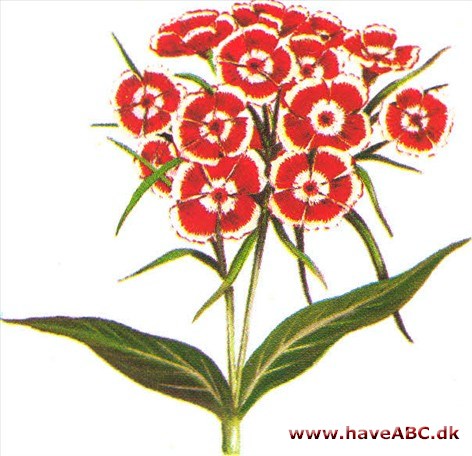 Studenternellike - Dianthus barbatus