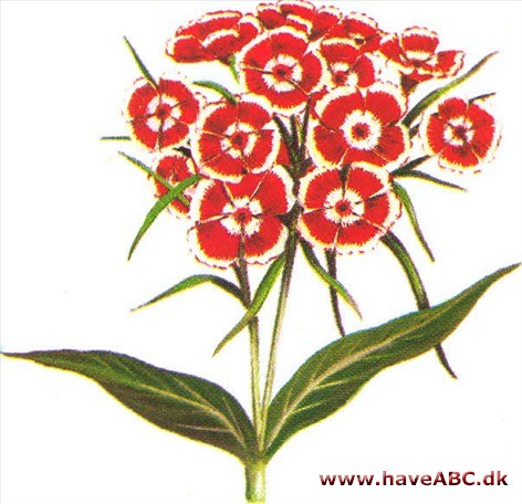 Studenternellike - Dianthus barbatus Studenternellike - Dianthus barbatus
