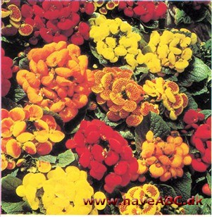Stue-Tøffelblomst - Calceolaria berbeohybrida Stue-Tøffelblomst - Calceolaria berbeohybrida