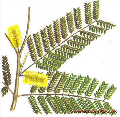 Stueakacie - Albizia lophantha Stueakacie - Albizia lophantha