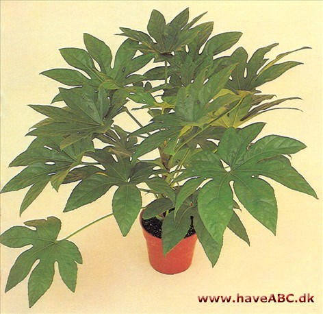 Stuearalia - Aralia japonica - pasning