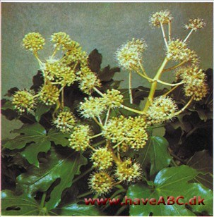 Stuearalie - Fatsiajaponica (syn. Aralia)