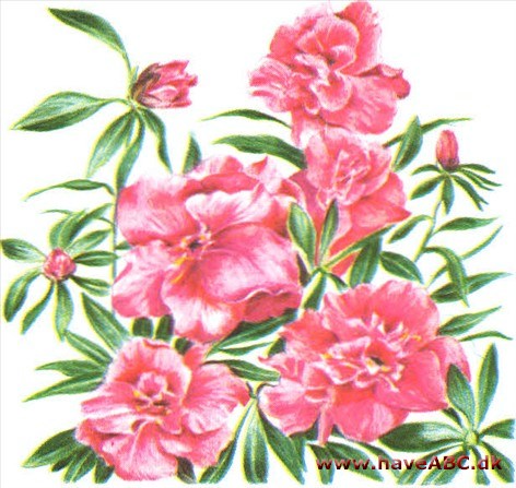 Stueazalea - Rhododendron simsii