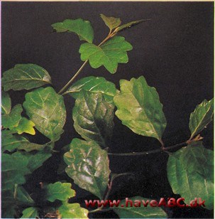Stueeg - Nicodemia diversifolia 2