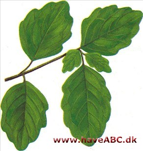 Stueeg - Nicodemia diversifolia Stueeg - Nicodemia diversifolia