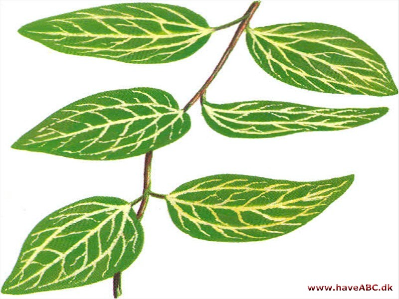 Stuegedeblad - Lonicera japonica Stuegedeblad - Lonicera japonica