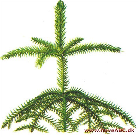 Stuegran - Araucarja heterophylla Stuegran - Araucarja heterophylla