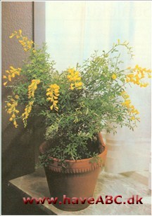En spinkel lille busk med stedsegrønne, trekoblede blade - det vil sige, at hvert blad består af tre sammenkoblede småblade - og lysende gule blomster i klaser. 