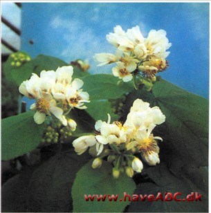 Stuelind - Sparmannia africana 2 Stuelind - Sparmannia africana 2