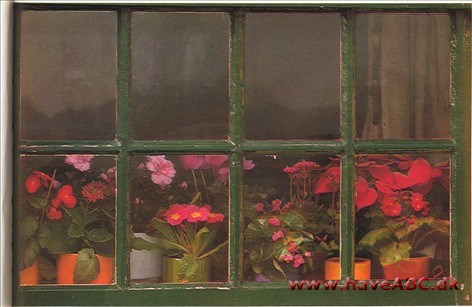 Stueplanter Stueplanter