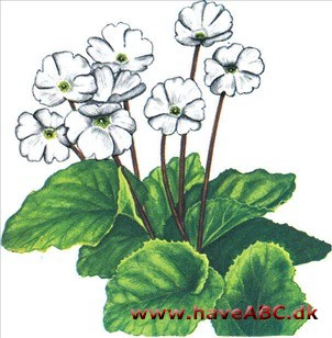 Stueprimula - Primula Stueprimula - Primula