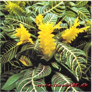 Stuescepter - Aphelandra squarrosa 2