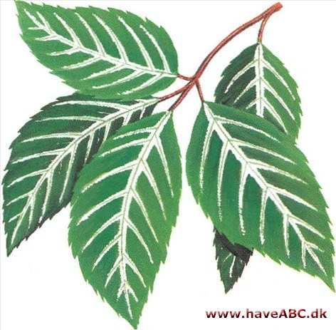 Stuevildvin - Parthenocissus henryana Stuevildvin - Parthenocissus henryana