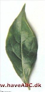 Styrax - Styrax japonica Styrax - Styrax japonica