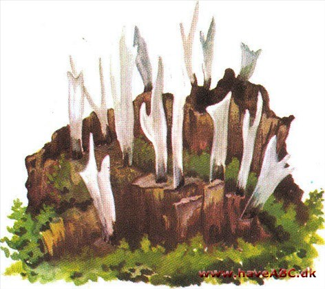 Stødsvamp - Xylaria Stødsvamp - Xylaria