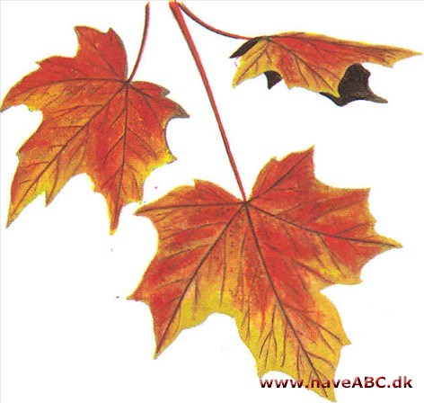 Sukkerløn - Acer saccharum Sukkerløn - Acer saccharum