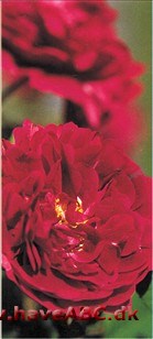 Som navnet antyder, er rosen blevet brugt til konfekture og marmelade­fremstilling, bl.a. i Provins, hvor der var tradition for, at fornemme gæster trakteredes med specialiteterne ...