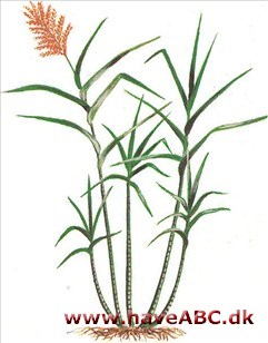 Sukkerrør - Saccharum officinarum