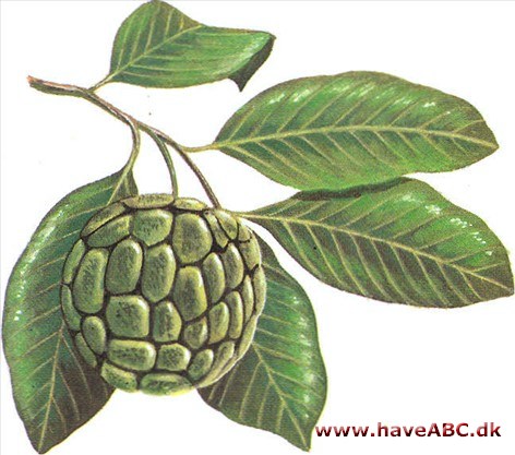 Sukkeræble - Annona squamosa Sukkeræble - Annona squamosa