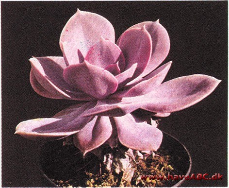 Sukkulenter - Saftplanter Sukkulenter - Saftplanter