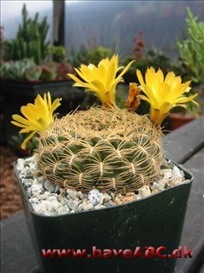 Sulcorebutia Sulcorebutia