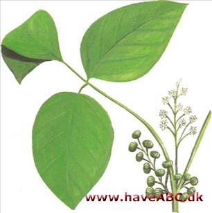 Sumak - Toxicodendron