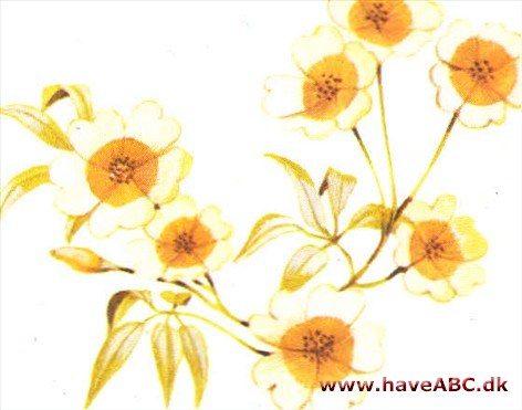 Sumpblomst - Limnanthes douglasii Sumpblomst - Limnanthes douglasii