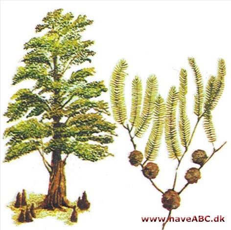 Sumpcypres - Taxodium distichum Sumpcypres - Taxodium distichum