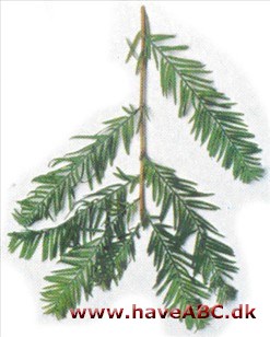 Sumpcypres - Taxodium distichum. Sumpcypres - Taxodium distichum.