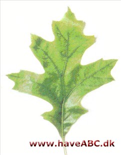 Sumpeg - Quercus palustris