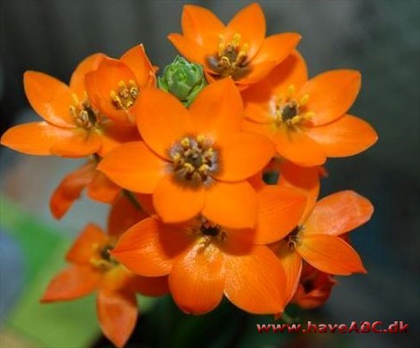 Sun Star - Ornithogalum Dubium er hjemmehørende i Sydafrika og med smalle, aflange blade. Blomsterne er orange eller gule og åbner kun kort tid ad gangen, hvilket resulterer i en meget lang blomstringsperiode