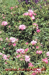 Blomsterne er enkle, i nuancer, der strækker sig fra pink til dyb pink. De er enkle, store, uden duft og udvikles i juli og fremefter. Se mere her ...  