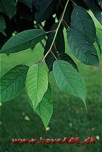 Surkirsebær - Prunus cerasus Surkirsebær - Prunus cerasus