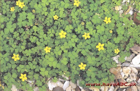 Surkløver - Oxalis corniculata Ses midsommer - midt på efteråret. Gulblomstret krybende surkløver Oxalis corniculata; Dette ukrudt er også kendt som skovsyre, men de må ikke forveksles med ægte syre ...
