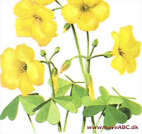 Surkløver - Oxalis Surkløver - Oxalis